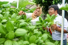 Melihat Kebun Hidroponik...