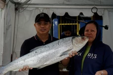 Festival Bandeng Rawa...