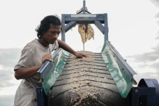 Limbah Cangkang Kerang...
