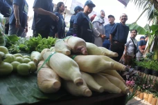 ANTAM Gelar Urban Farming...