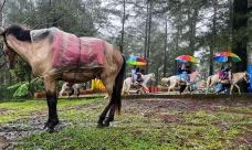Wisata Berkuda Jadi...