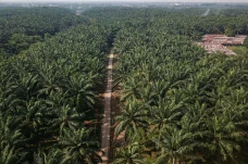 Produksi Sawit Nasional...