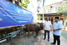 Ratusan Hewan Qurban...