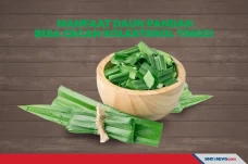 Ini Manfaat Daun Pandan...