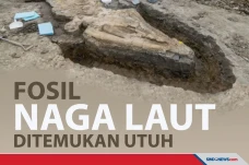 Fosil Naga Laut Ditemukan...