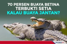 70 Persen Buaya Betina...