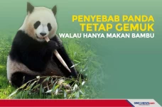 Penyebab Panda Tetap...