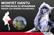 Monyet Hantu Ditemukan...