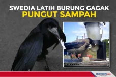 Swedia Latih Burung...