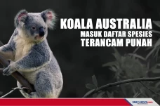 Koala Australia Masuk...