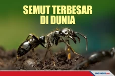 Semut Terbesar di Dunia,...