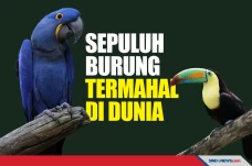 Harganya Selangit, Berikut...