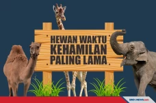 Berikut 9 Hewan dengan...