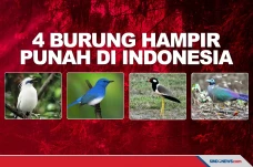 Tinggal Puluhan Ekor,...