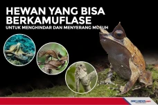 Hewan yang Bisa Berkamuflase...