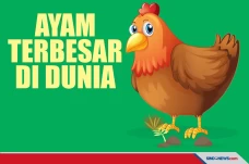 Ayam Terbesar di Dunia,...