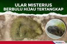 Ular Misterius Berbulu...