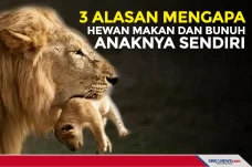 Tiga Alasan Hewan Makan...