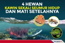 4 Hewan yang Kawin Sekali...