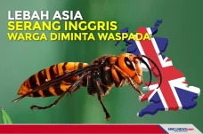 Lebah Asia Serang Inggris,...