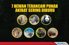 Perburuan Liar Merajalela,...