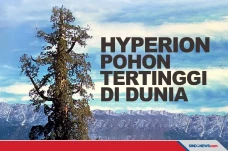 Hyperion, Pohon Paling...
