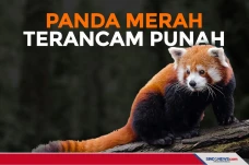 Tersisa 10.000 Ekor,...
