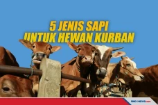 5 Jenis Sapi yang Sering...