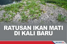Ratusan Ikan Mati Misterius...