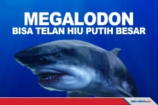 Megalodon Bisa Melahap...