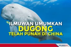 Ilmuwan Umumkan Dugong...