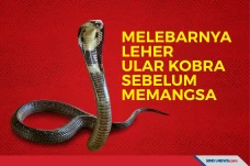 Melebarnya Leher Ular...