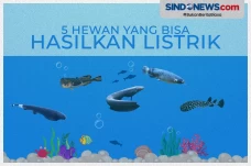 Awas Tersengat! Ini...