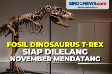 Fosil Dinosaurus T-Rex...