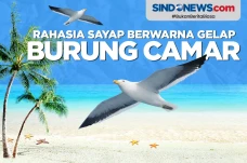 Rahasia Burung Camar...