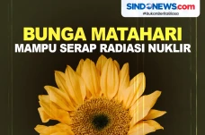 Tanaman Bunga Matahari...