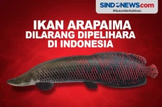 Ini Penyebab Ikan Arapaima...