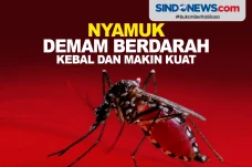 Berbahaya! Nyamuk Demam...