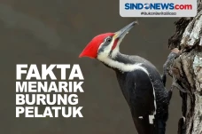 6 Fakta Menarik Tentang...