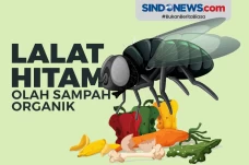 Keren! Lalat Hitam Olah...