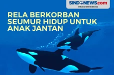 Paus Pembunuh ini Rela...