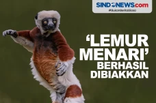 Lemur Menari dari Madagaskar...
