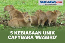 5 Kebiasaan Unik Capybara...