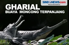 5 Fakta Gharial, Buaya...