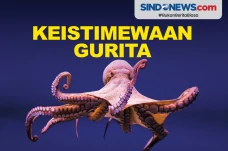 Keistimewaan Gurita,...