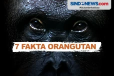 Fakta Unik Orangutan...