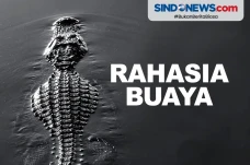 Rahasia Buaya Dapat...
