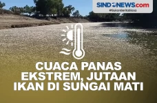 Cuaca Panas Ekstrem,...