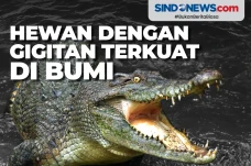 Buaya Air Asin Jadi...