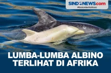 Langka, Lumba-lumba...